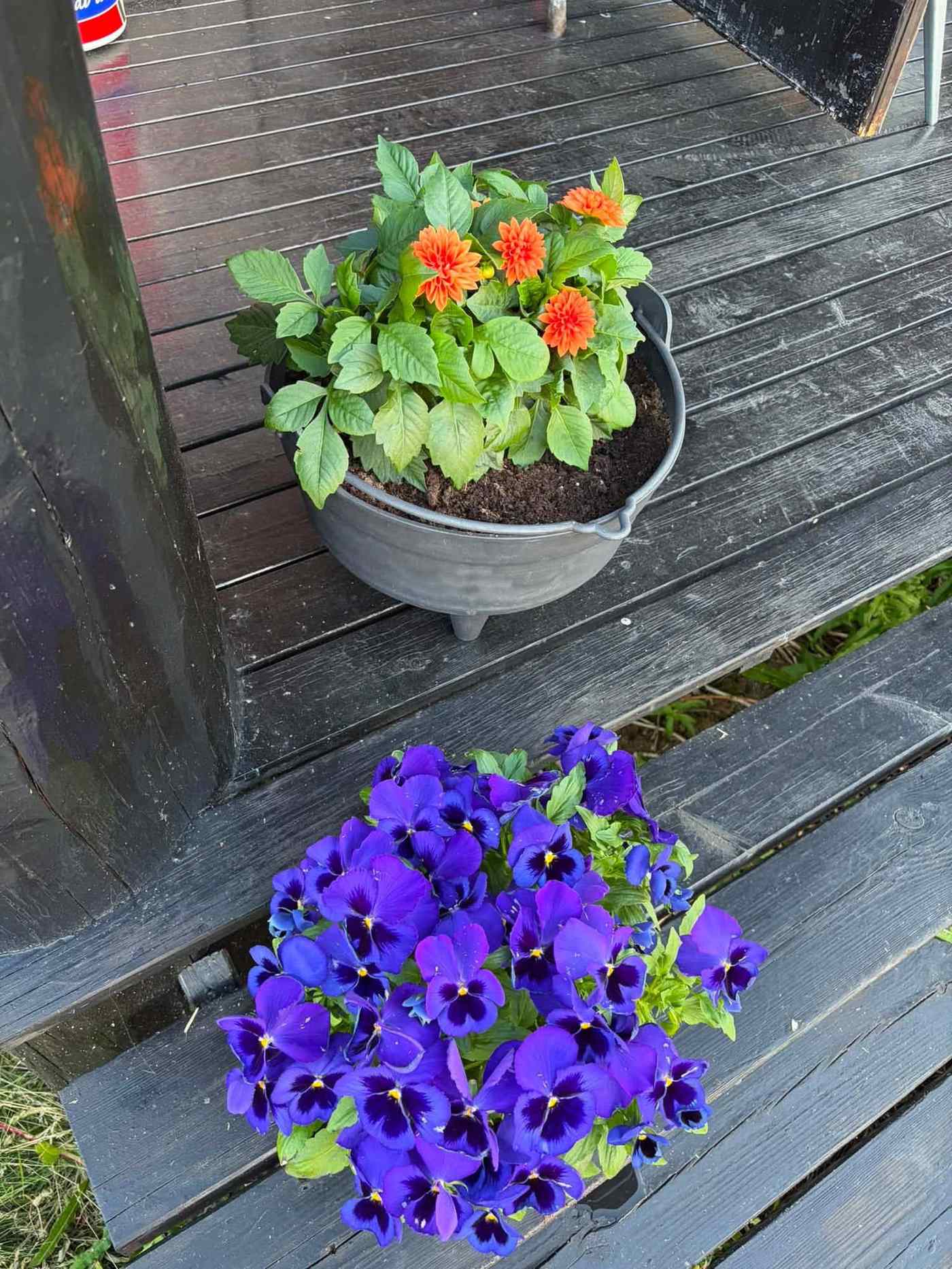 Flowers on the deck at Stuttgången Camping reception